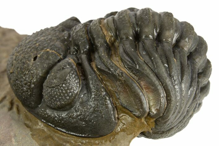 Curled Phacopid (Morocops) Trilobite - Foum Zguid, Morocco #323591